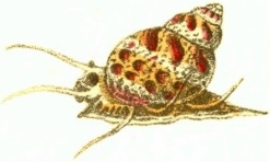 Tricolia pullus - Phasianellidae