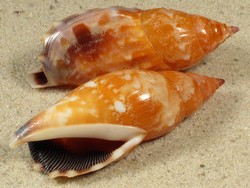 Tridentarius dentatus - Strombidae