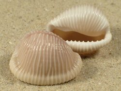 Trivella aperta - Triviidae