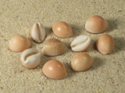 Trivia arctica - Triviidae