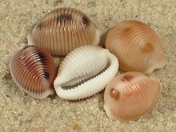 Trivia monacha - Triviidae