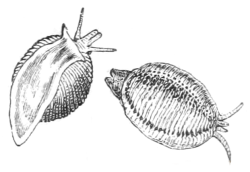 Trivia monacha - Triviidae