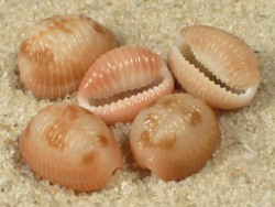 Pusula pediculus - Triviidae