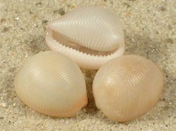 Trivellona suavis - Triviidae