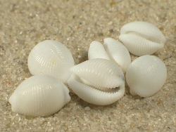 Trivirostra oryza - Triviidae