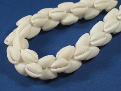 Trivirostra oryza - Triviidae