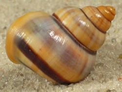 Tropidophora alluaudi - Pomatiidae
