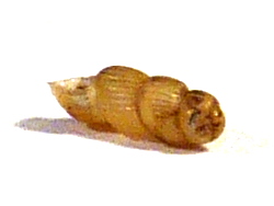Truncatella subcylindrica - Truncatellidae