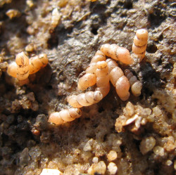 Truncatella subcylindrica - Truncatellidae