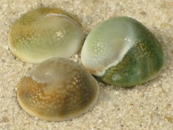 Turbo bruneus  - Turbinidae