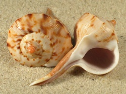 Tudicla spirillus - Turbinellidae