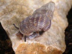 Tudorella ferruginea - Pomatiidae