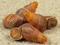 Tudorella ferruginea - Pomatiidae