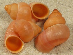 Tudorella sulcata - Pomatiidae