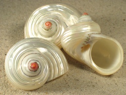 Turbo argyrostomus - Turbinidae