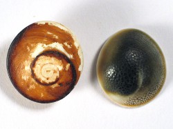 Turbo argyrostomus - Turbinidae