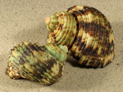 Turbo argyrostomus - Turbinidae