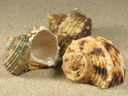 Turbo argyrostomus - Turbinidae