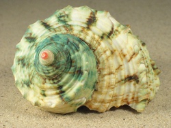 Turbo argyrostomus - Turbinidae