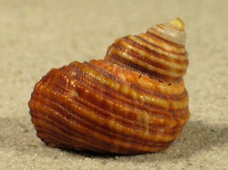 Turbo aurantius - Turbinidae