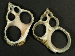 Turbo bruneus - Turbinidae