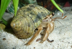 Turbo bruneus  - Turbinidae