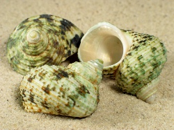 Turbo bruneus - Turbinidae