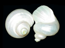 Turbo bruneus - Turbinidae