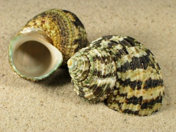 Turbo bruneus - Turbinidae
