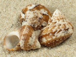 Turbo castanea - Turbinidae