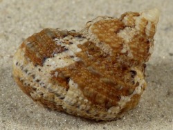 Turbo castanea - Turbinidae
