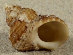 Turbo castanea - Turbinidae