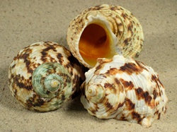 Trubo chrysostomus - Turbinidae