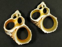 Turbo chrysostomus - Turbinidae