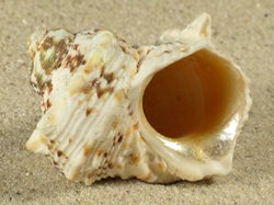 Turbo chrysostomus - Turbinidae