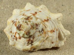 Turbo chrysostomus - Turbinidae
