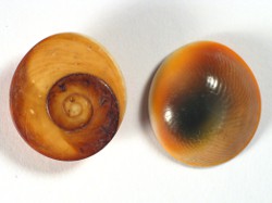 Turbo chrysostomus - Turbinidae