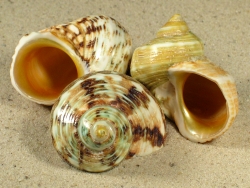 Turbo chrysostomus - Turbinidae