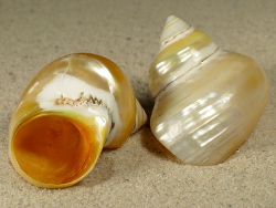 Turbo chrysostomus - Turbinidae