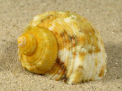 Turbo chrysostomus - Turbinidae