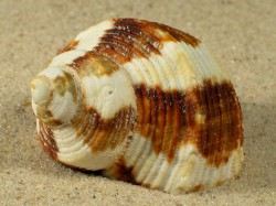 Turbo chrysostomus - Turbinidae