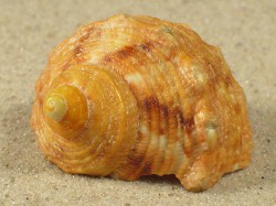 Turbo chrysostomus - Turbinidae