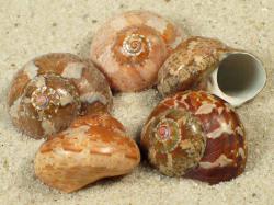 Turbo cidaris - Turbinidae