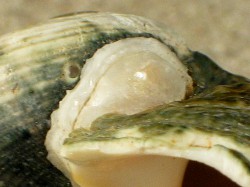 Lunella cinerea - Turbinidae