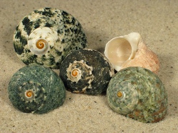 Lunella cinerea - Turbinidae