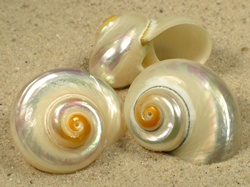 Lunella cinerea - Turbinidae