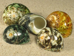 Lunella cinerea - Turbinidae