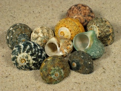 Lunella cinerea - Turbinidae