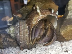 Turbo cornutus  - Turbinidae