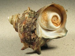 Turbo cornutus  - Turbinidae